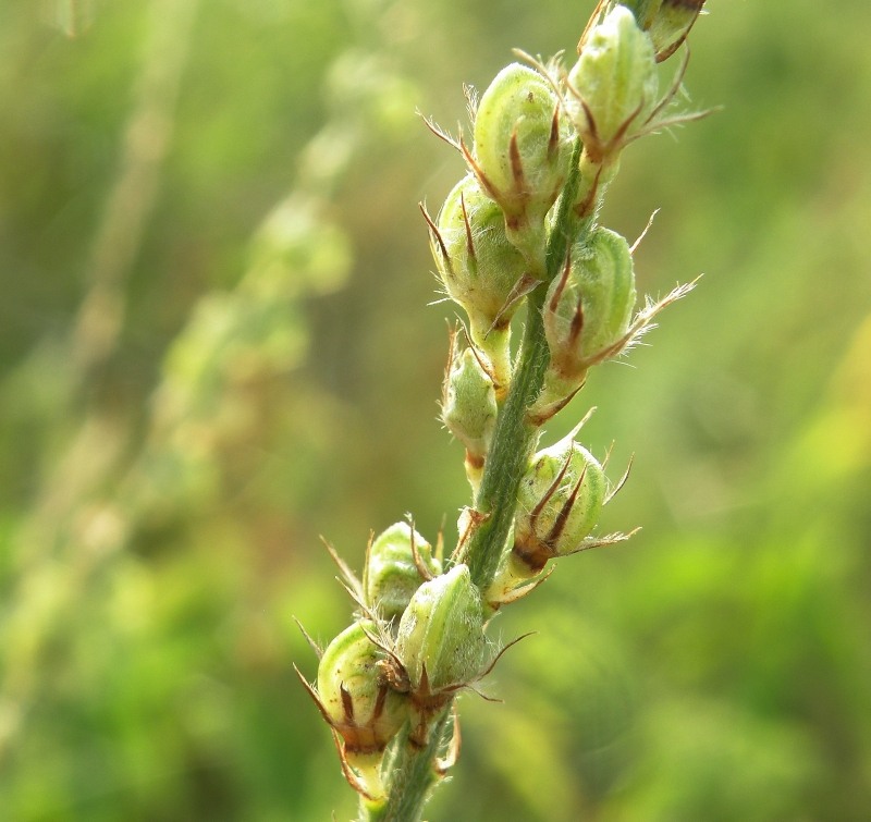 Image of Onobrychis arenaria specimen.