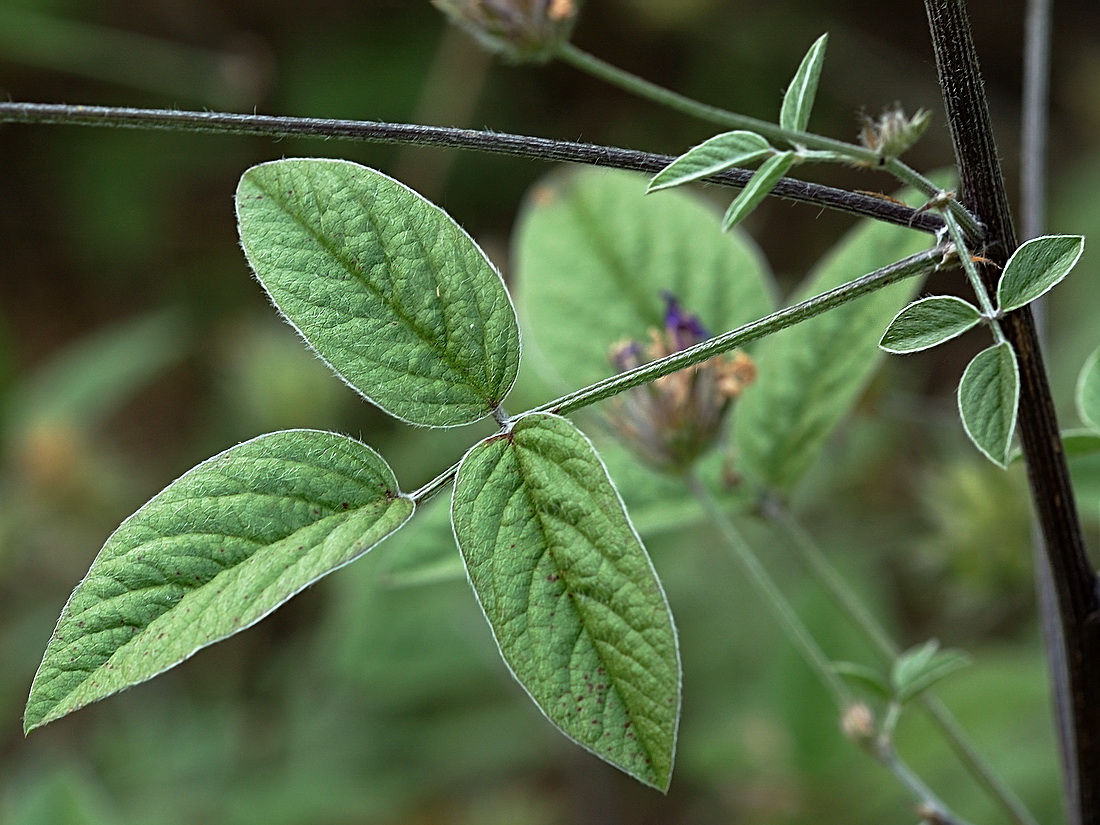Image of Psoralea bituminosa ssp. pontica specimen.