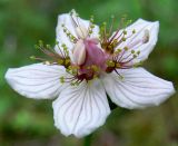 Parnassia palustris