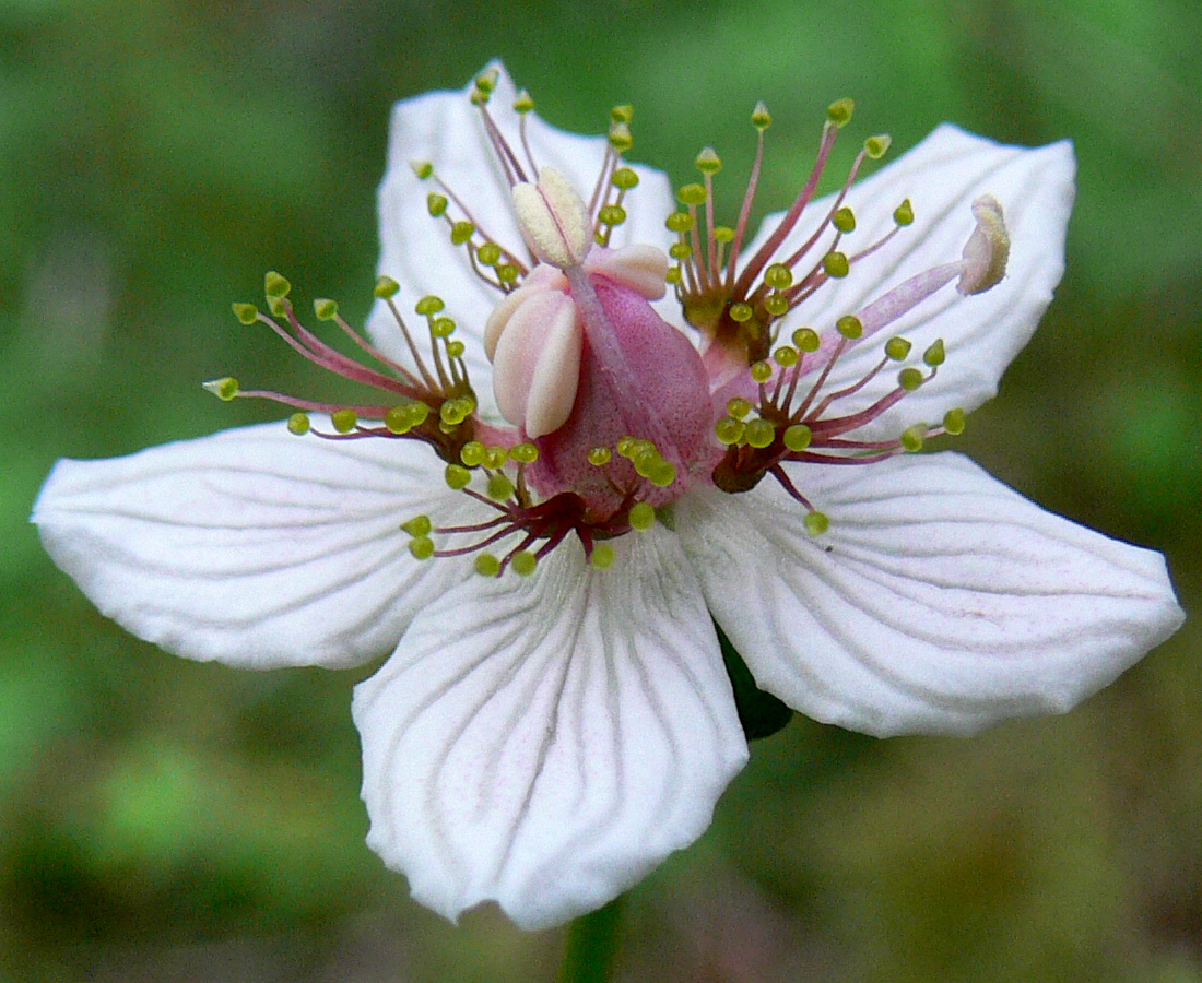 Изображение особи Parnassia palustris.