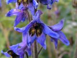 Delphinium inconspicuum. Цветок. Алтай, Катунский хребет, долина р. Текелюшка, Кедровые стоянки; высота около 2100 м н.у.м. 04.08.2011.