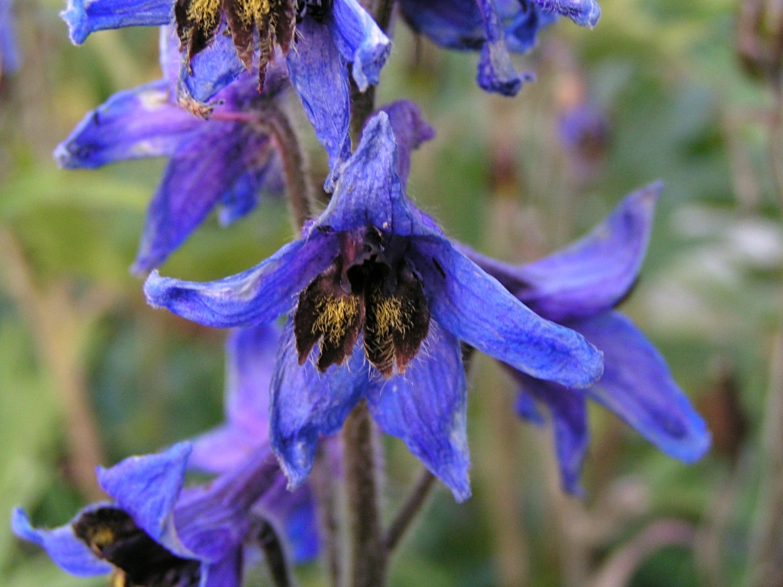 Image of Delphinium inconspicuum specimen.