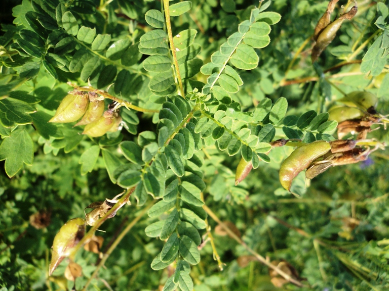 Изображение особи Astragalus propinquus.