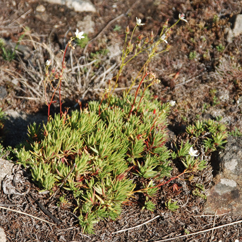 Изображение особи Saxifraga spinulosa.