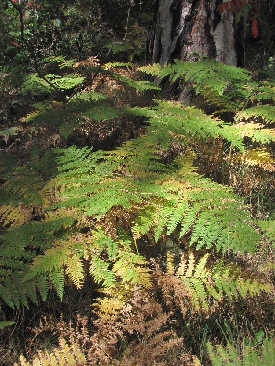 Изображение особи Pteridium tauricum.