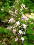 Orchis simia