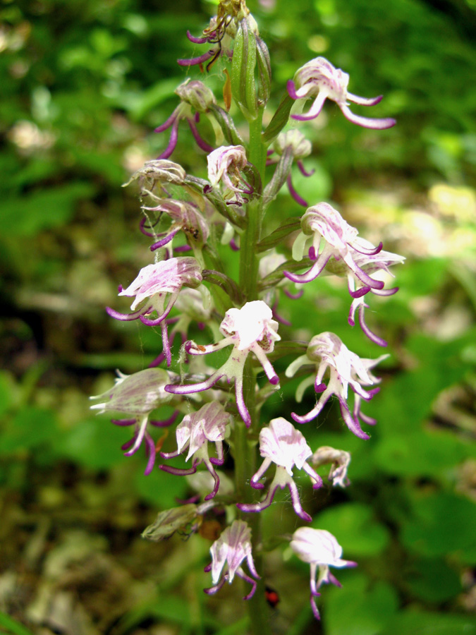 Изображение особи Orchis simia.