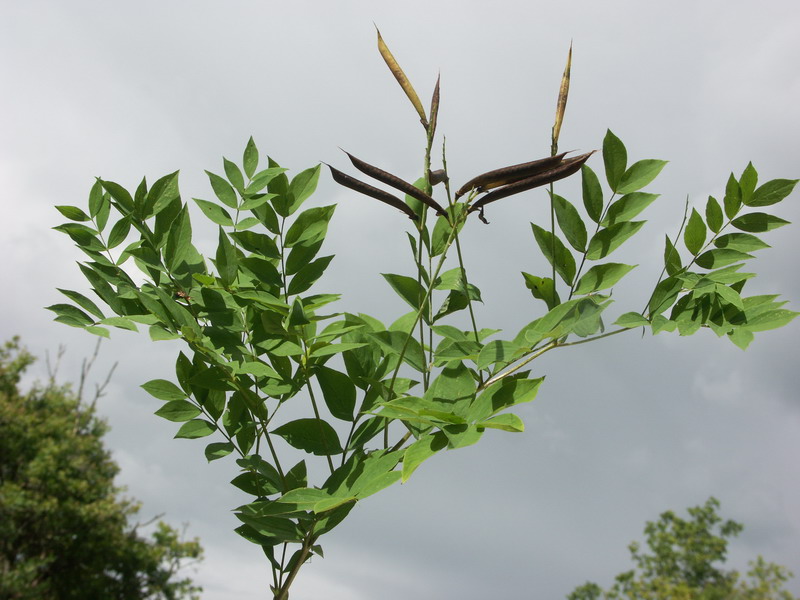 Изображение особи Lathyrus laevigatus.