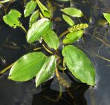 Potamogeton gramineus. Плодоносящий побег. Вологодская обл., Череповецкий р-н, Дарвинский заповедник, окр. д. Борок, Рыбинское водохранилище, Мшичинский залив. 22.07.2011.