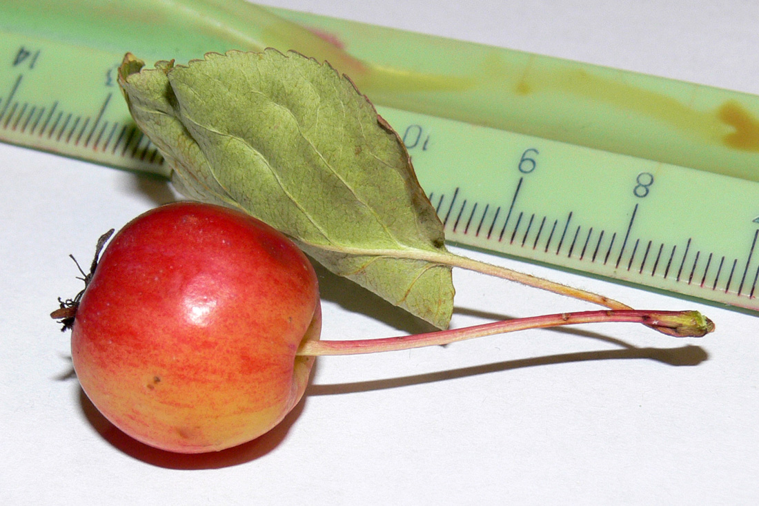 Image of Malus domestica ssp. cerasifera specimen.