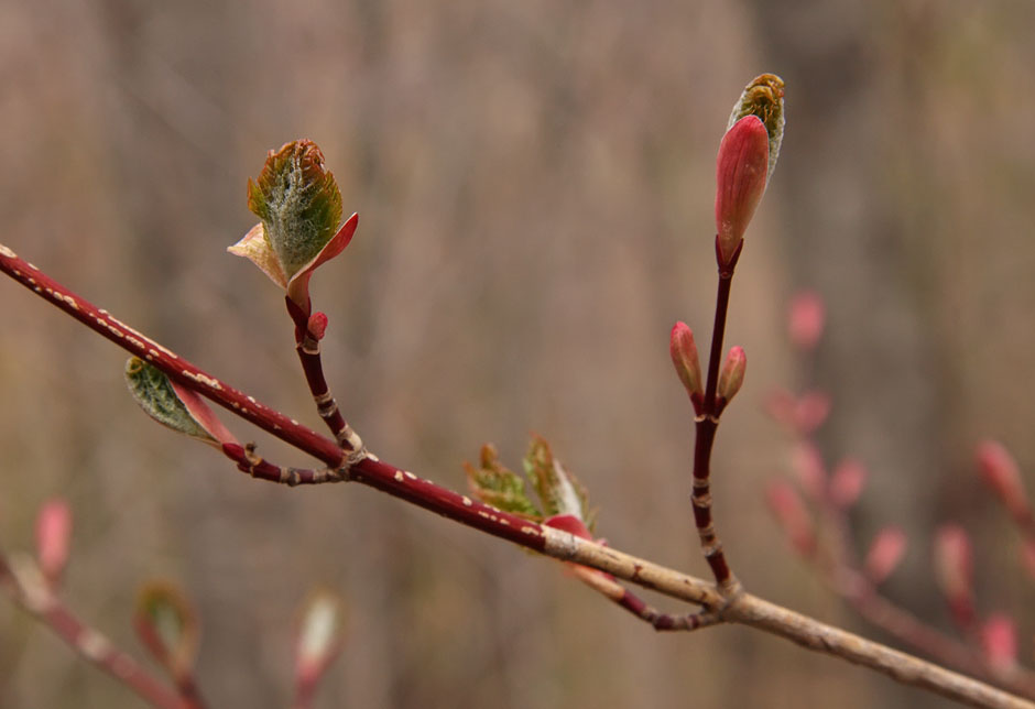 Image of Acer komarovii specimen.