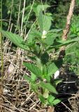 Galeopsis bifida. Цветущее растение (белоцветковая форма). Архангельская обл., Вельский р-н, окр. пос. Солгинский. 05.07.2011.