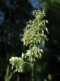 Dactylis glomerata