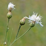 род Centaurea. Верхушка побега с соцветиями. Украина, Донецкая обл., Константиновский р-н, окр. с. Заря, выходы третичных песков на склоне степной балки в долине р. Калиновая. 04.07.2010.