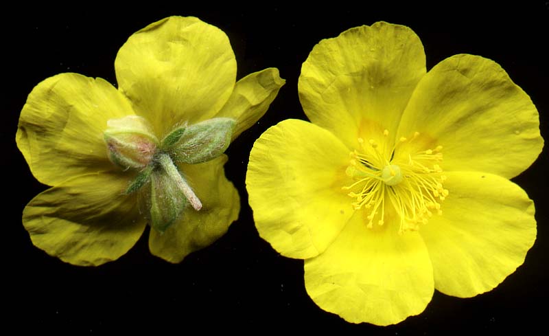 Image of Helianthemum nummularium specimen.