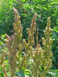 Rumex