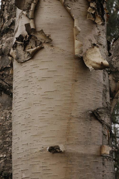 Изображение особи Betula papyrifera.