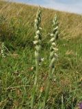 Spiranthes spiralis. Цветущие растения. Нидерланды, провинция Zuid-Holland, остров Goeree-Overflakkee, окрестности населённого пункта Ouddorp, заказник Westduinen, луг на месте многолетнего выпаса. 16 августа 2008 г.