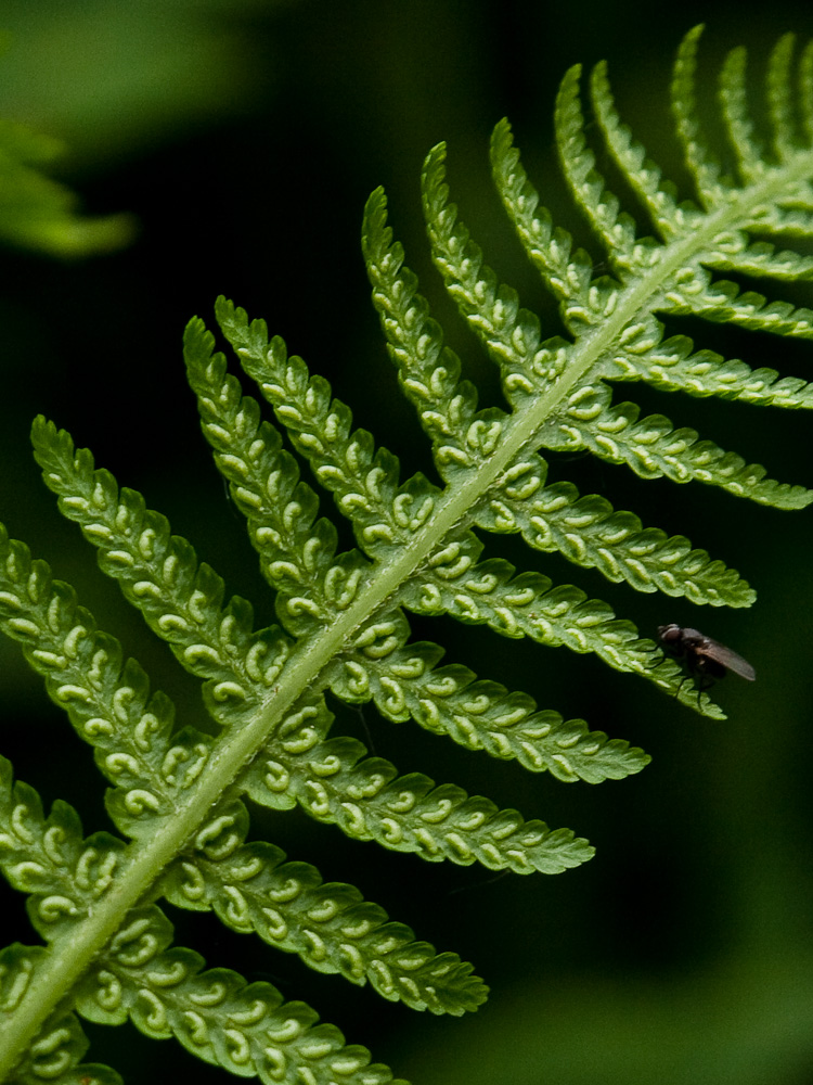 Изображение особи Lunathyrium pterorachis.