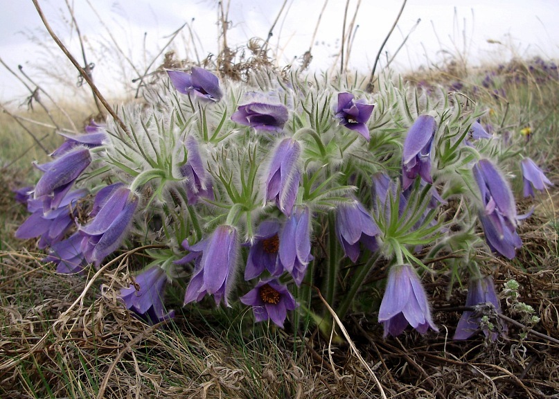 Изображение особи Pulsatilla turczaninovii.