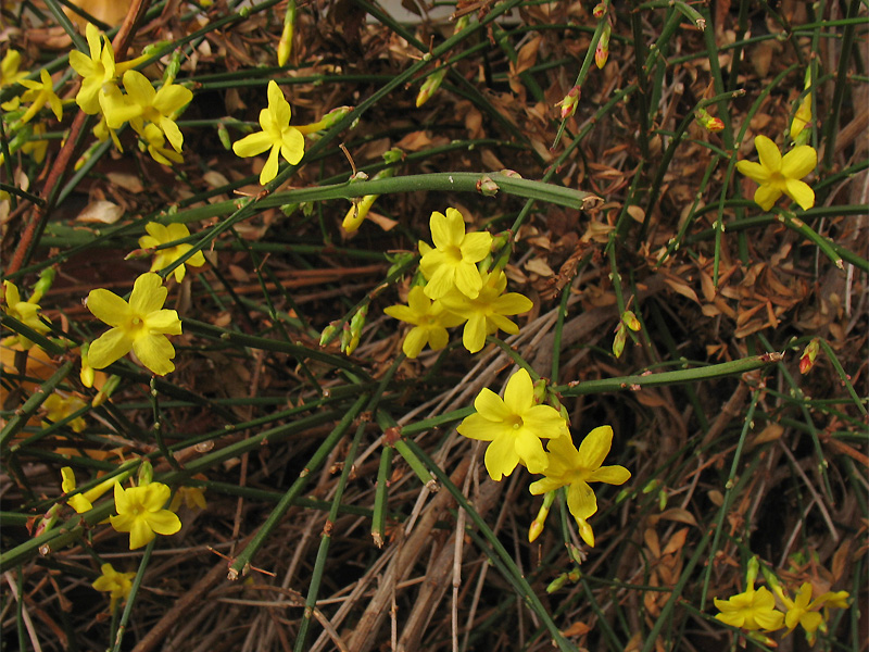 Image of Jasminum nudiflorum specimen.