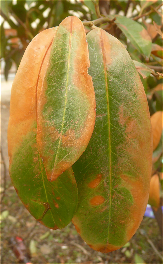 Изображение особи Lauro-cerasus officinalis.