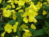 Oenothera tetragona