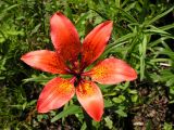 Lilium pensylvanicum