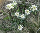Noccaea macrantha. Цветущие растения. Крым, окр. Ялты, хр. Иограф. 30 апреля 2012 г.