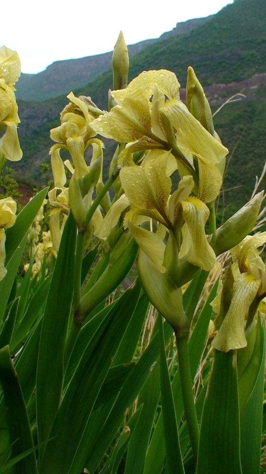 Image of Iris imbricata specimen.