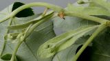 Tilia tomentosa. Часть ветви с развивающимися соцветиями. Германия, г. Кемпен, в парке. 12.05.2012.