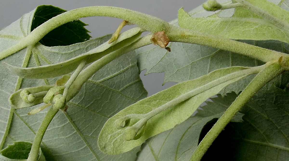 Изображение особи Tilia tomentosa.