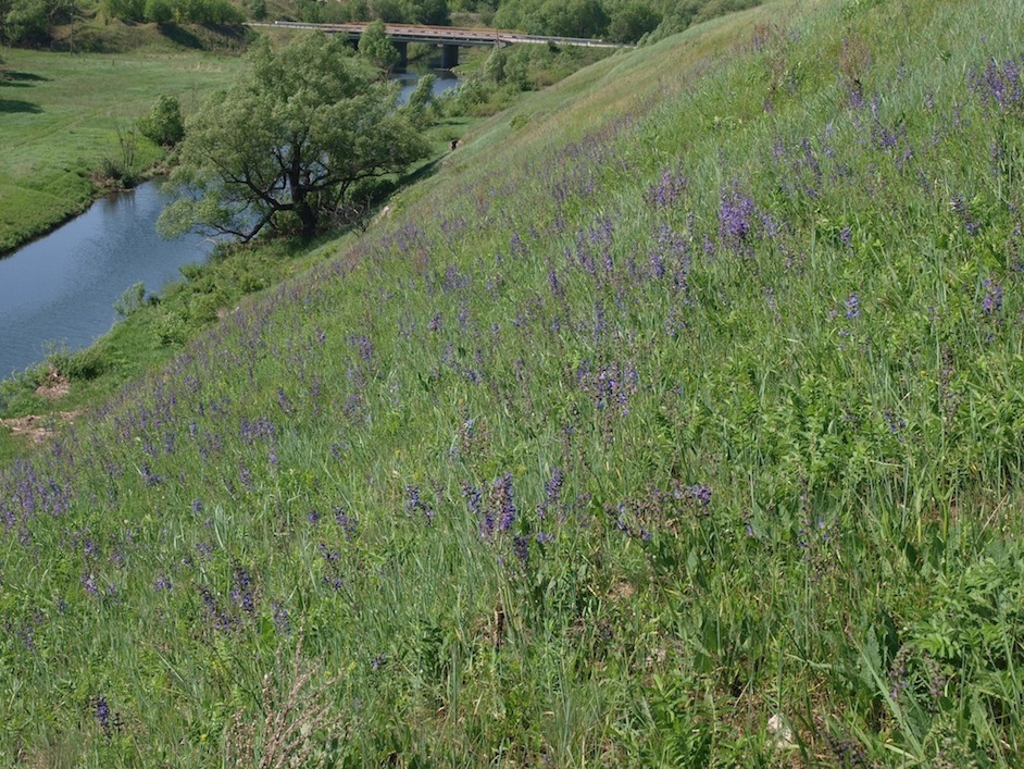 Изображение особи Salvia pratensis.