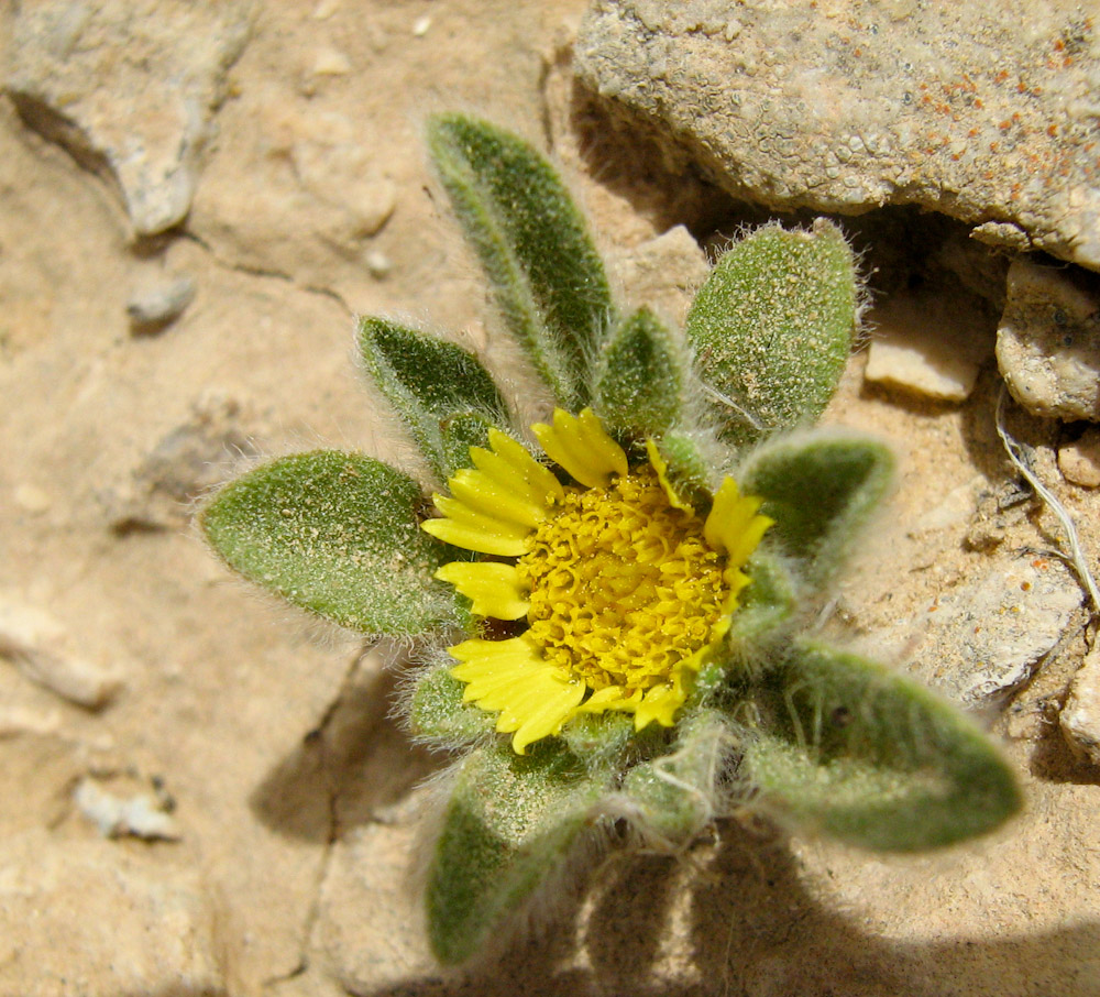 Изображение особи Asteriscus hierochunticus.