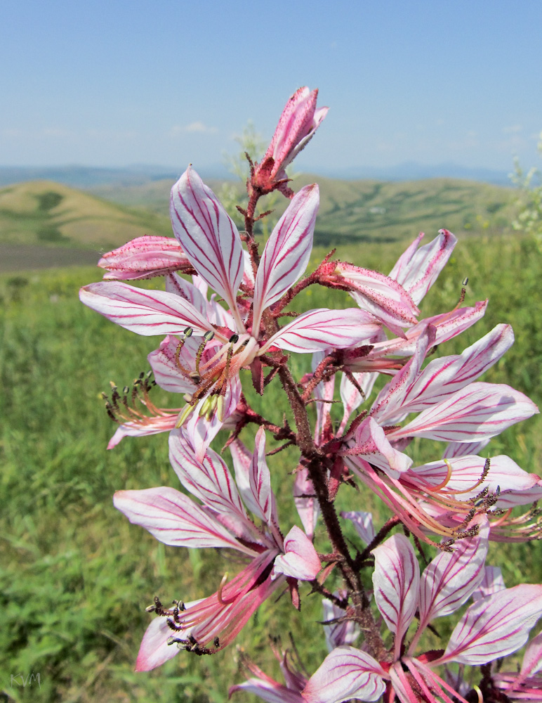 Изображение особи Dictamnus angustifolius.