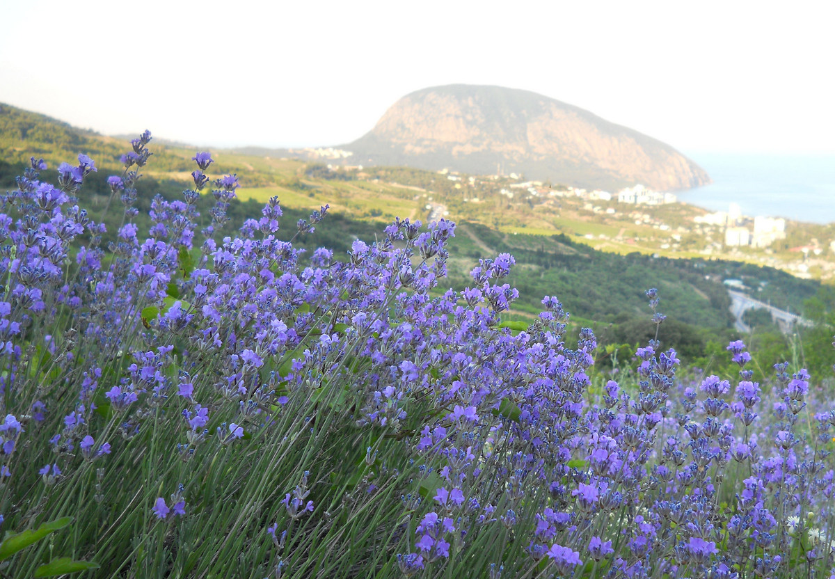 Image of Lavandula angustifolia specimen.