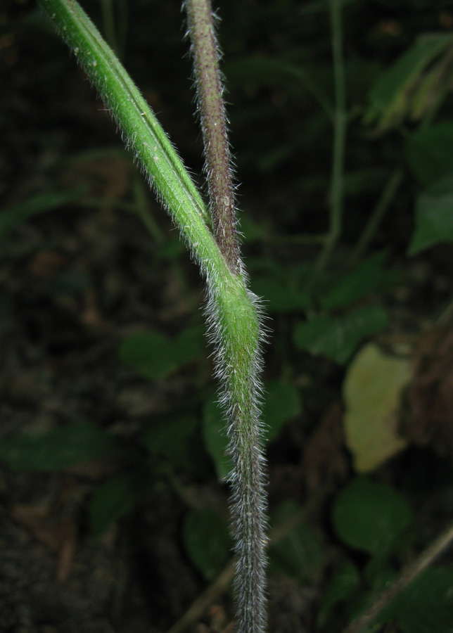 Image of Chaerophyllum temulum specimen.