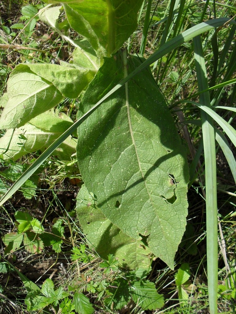 Image of Verbascum densiflorum specimen.