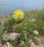 Centaurea salonitana