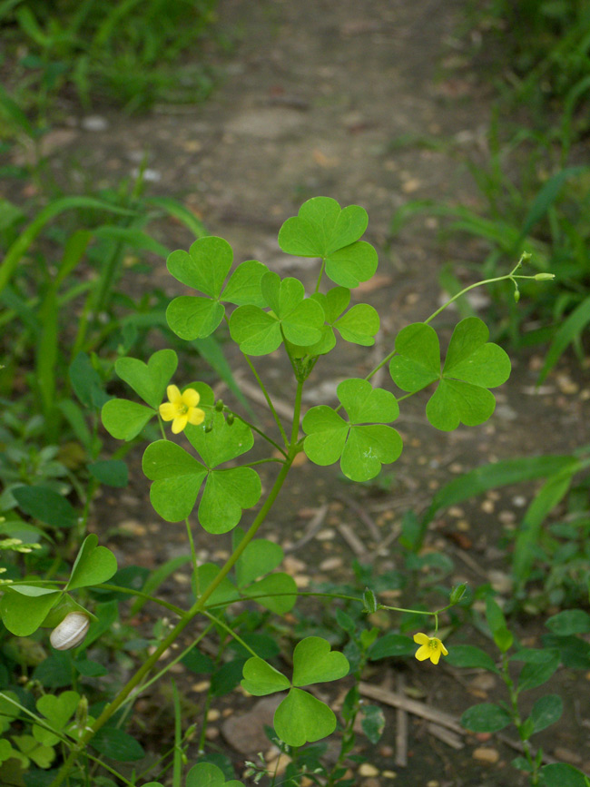 Image of Oxalis stricta specimen.