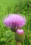 Cirsium heterophyllum