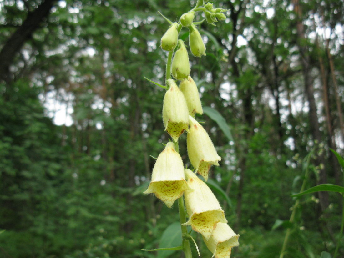 Изображение особи Digitalis grandiflora.