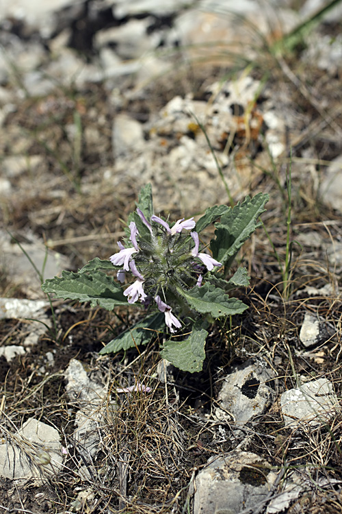 Image of Phlomoides boraldaica specimen.