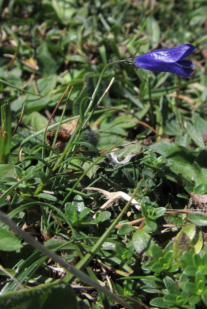 Изображение особи Campanula scheuchzeri.