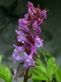 Corydalis cava