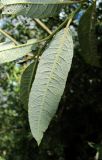 род Salix. Лист (вид с обратной стороны). Архангельская обл., Вельский р-н, окр. пос. Усть-Шоноша. 14.08.2012.