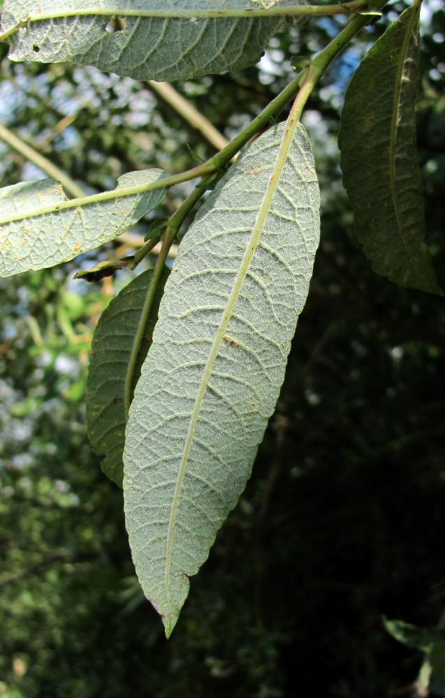 Image of genus Salix specimen.