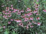 Echinacea purpurea