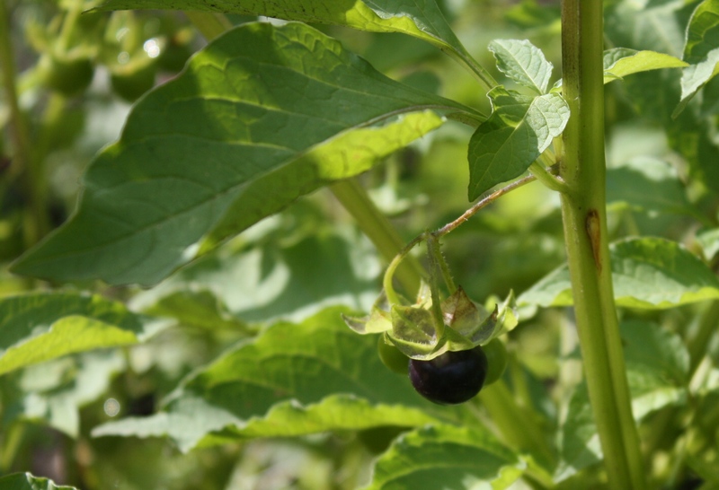 Изображение особи Jaltomata procumbens.