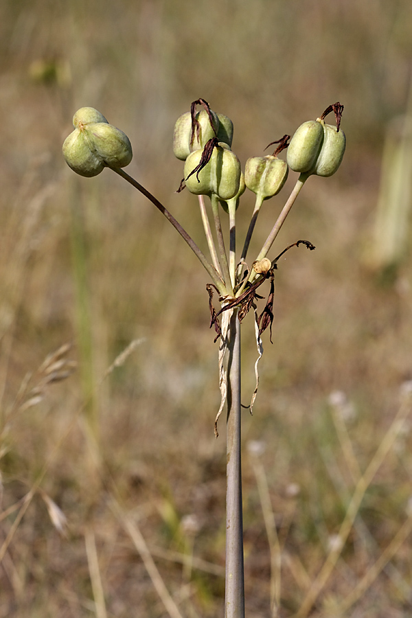 Image of Ungernia sewerzowii specimen.